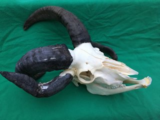 Skull 11