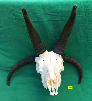 Skull 14