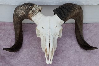 Skull 5