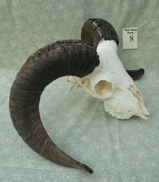 Skull 8