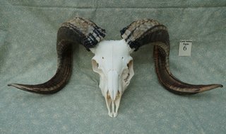 Skull 6