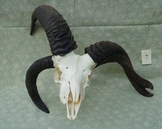 Skull 7