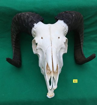 Skull 12