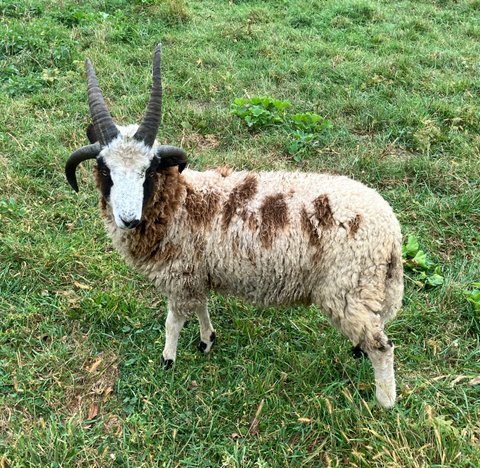 Cold Valley Sycamore