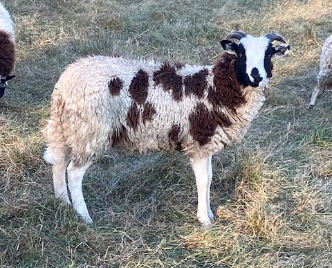 Cold Valley Woodrush