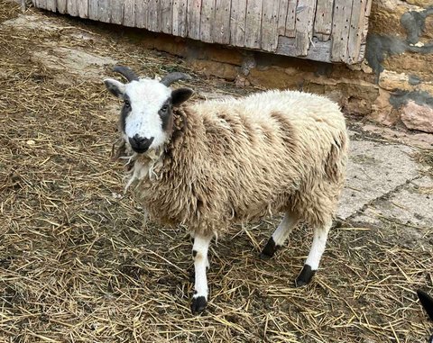 Cold Valley Hollyhock