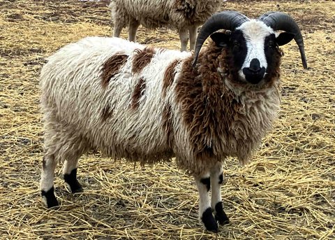 Cold Valley Mesquite