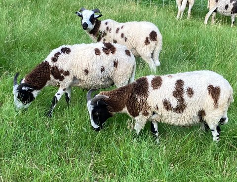 Cold Valley Ewes