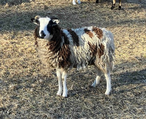 Cold Valley Woodrush