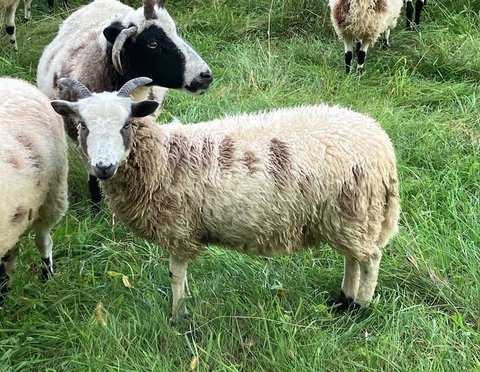 Cold Valley Hollyhock