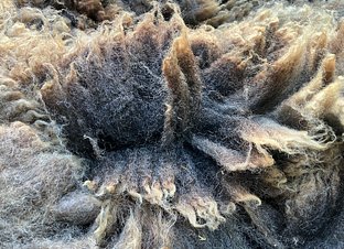 IMG_6379